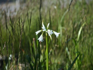 Allium triquetrumDriekantig look bestellen